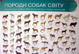 Друк плакатів «Породи собак світу». Поліграфія друкарні Макрос